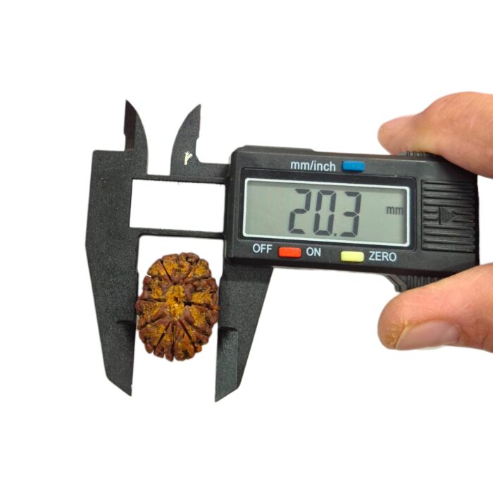 12 Mukhi Rudraksha | Twelve Face Rudraksha - Collector Special - Image 11