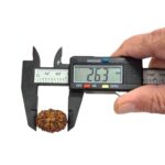 12 Mukhi Rudraksha | Twelve Face Rudraksha - Collector Special - Image 10