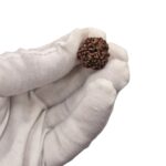6 Mukhi Rudraksha bead | Six Mukhi Rudraksha | Lab Certified Natural