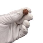 7 Mukhi Rudraksha bead | Saat Mukhi Rudraksha | 100% Lab Certified Natural Rudraksha