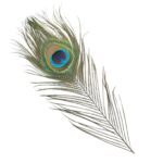 Premium Natural Peacock feather