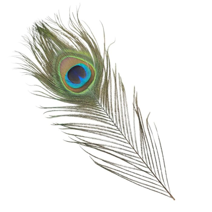 Premium Natural Peacock feather