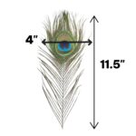 Dimensions of the natural peacock feather