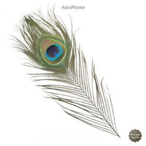 Premium Natural Peacock feather